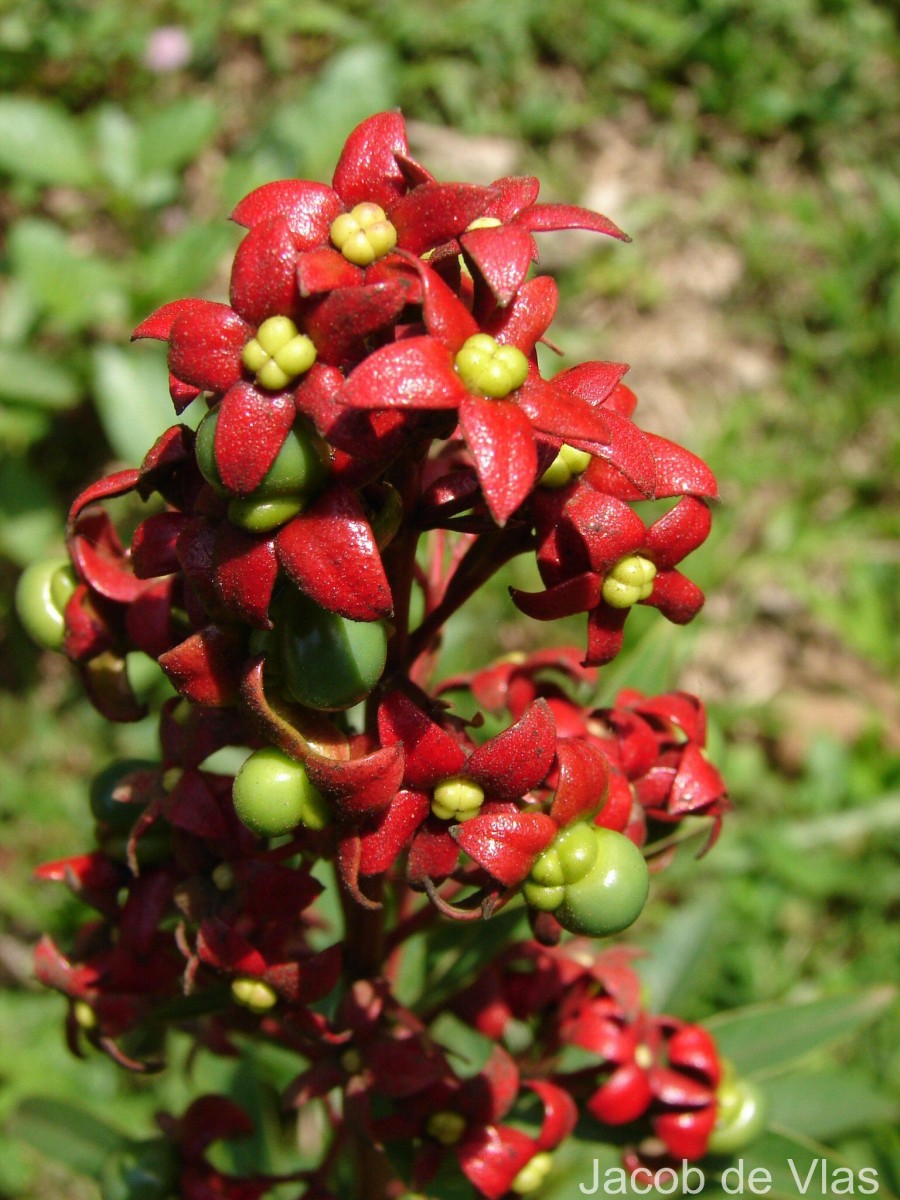 Clerodendrum indicum (L.) Kuntze